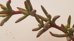 Lampranthus explanatus