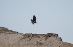 Haliaeetus pelagicus