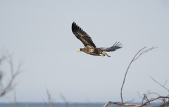 Haliaeetus pelagicus