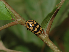 Pachnoda interrupta