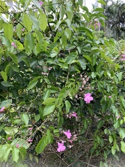 Fridericia