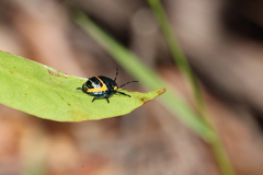Scutiphora pedicellata