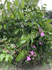 Fridericia