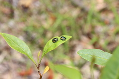 Scutiphora pedicellata