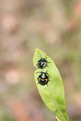 Scutiphora pedicellata