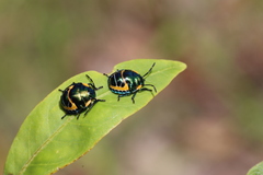 Scutiphora pedicellata