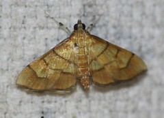 Orphanostigma abruptalis