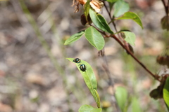 Scutiphora pedicellata