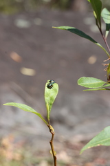 Scutiphora pedicellata