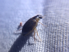 Berosus