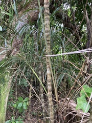 Bactris setosa
