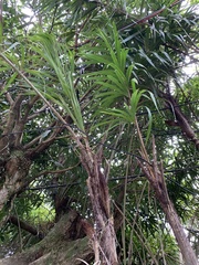 Bactris setosa