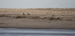 Haliaeetus pelagicus