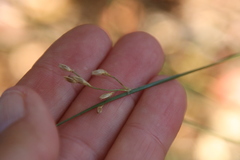 Juncus mexicanus
