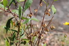 Scutiphora pedicellata