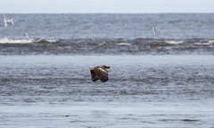 Haliaeetus pelagicus