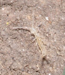Campodeidae