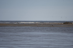 Haliaeetus pelagicus