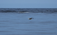 Haliaeetus pelagicus