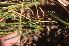 Juncus mexicanus