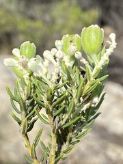 Phylica rigidifolia