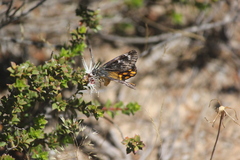 Synemon parthenoides