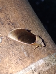 Gonodonta