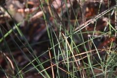 Juncus mexicanus