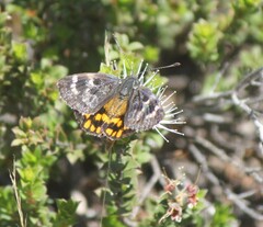 Synemon parthenoides