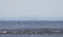 Melanitta stejnegeri