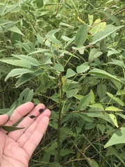 Orbexilum onobrychis