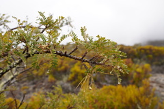 Sophora denudata