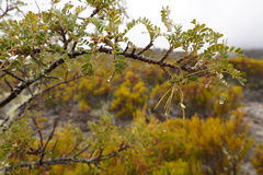 Sophora denudata