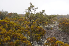 Sophora denudata