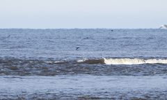 Melanitta stejnegeri