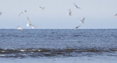 Melanitta stejnegeri