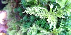 Thuidium tamariscinum