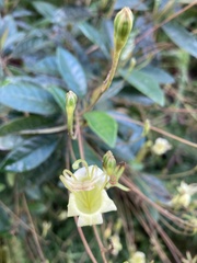Gesneria pedunculosa