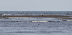 Haliaeetus pelagicus
