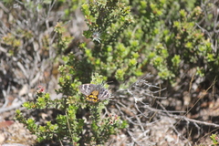 Synemon parthenoides