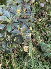 Gesneria pedunculosa