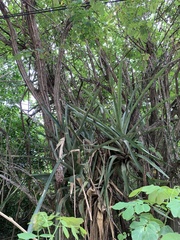 Quesnelia quesneliana