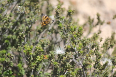Synemon parthenoides