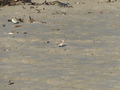 Charadrius marginatus