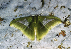 Tachyphyle albisparsa