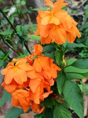 Crossandra