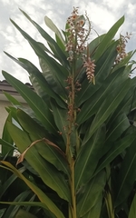 Hedychium coccineum
