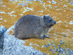 Procavia capensis capensis
