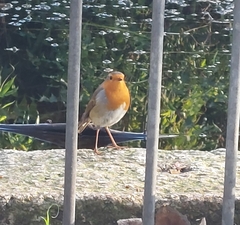 Erithacus rubecula
