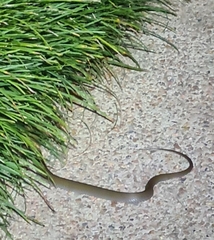 Stegonotus australis